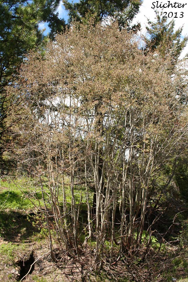 Unidentified Central Washington Willow 10