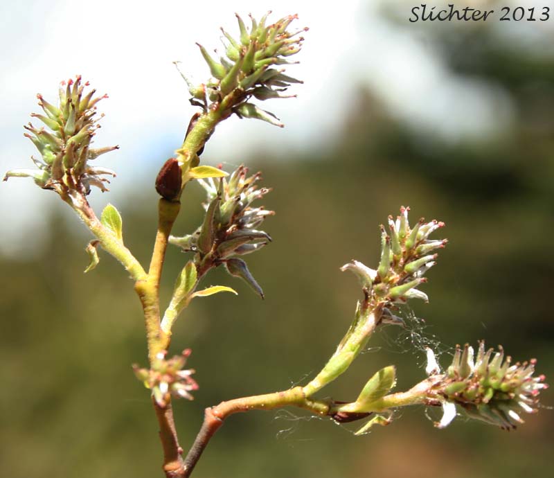 Unidentified Central Washington Willow 10