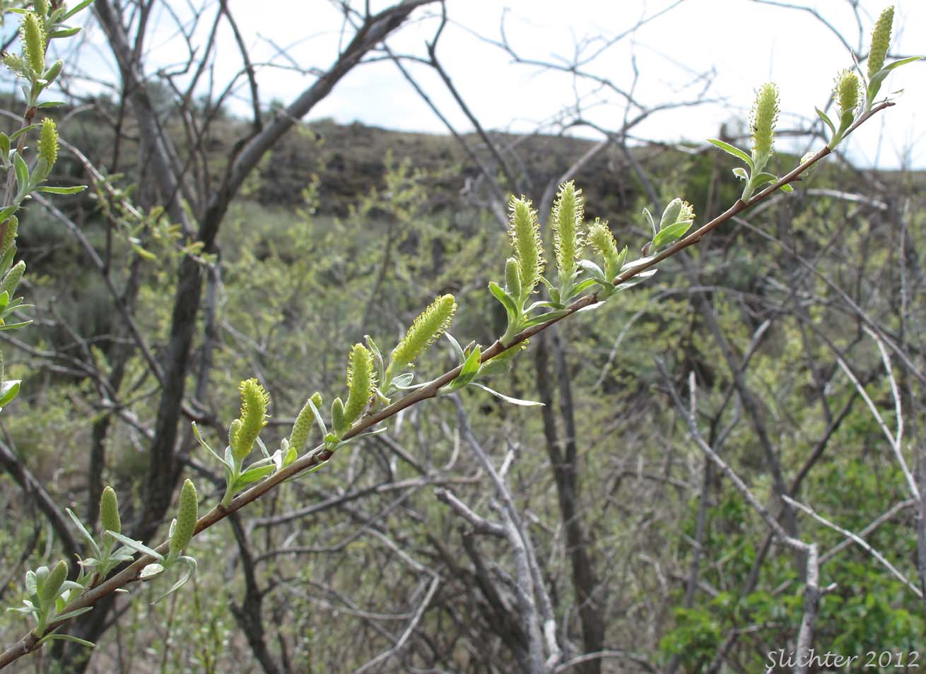 Unidentified Willow 8