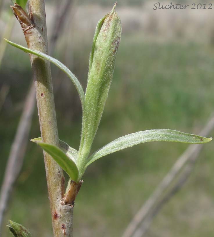 Leaves of Unidentified Willow 8
