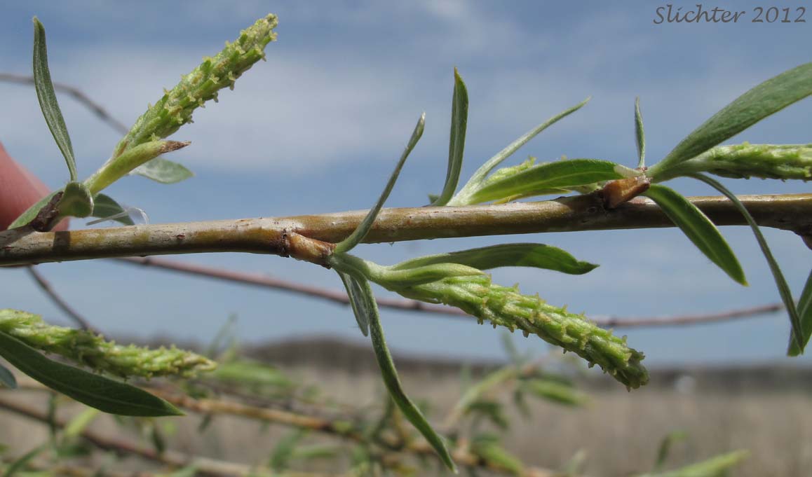 Female catkins of Unidentified Willow 8