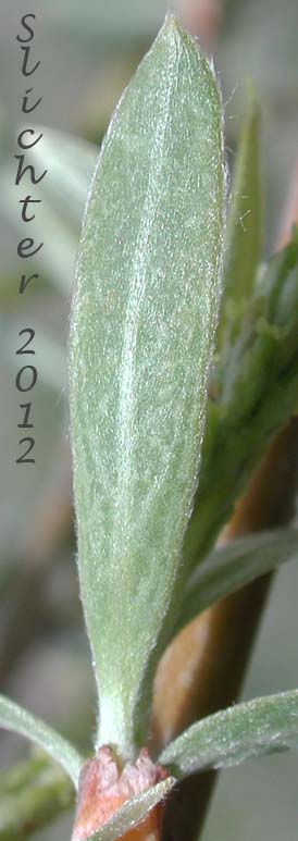 Ventral leaf surface of Unidentified Willow 8
