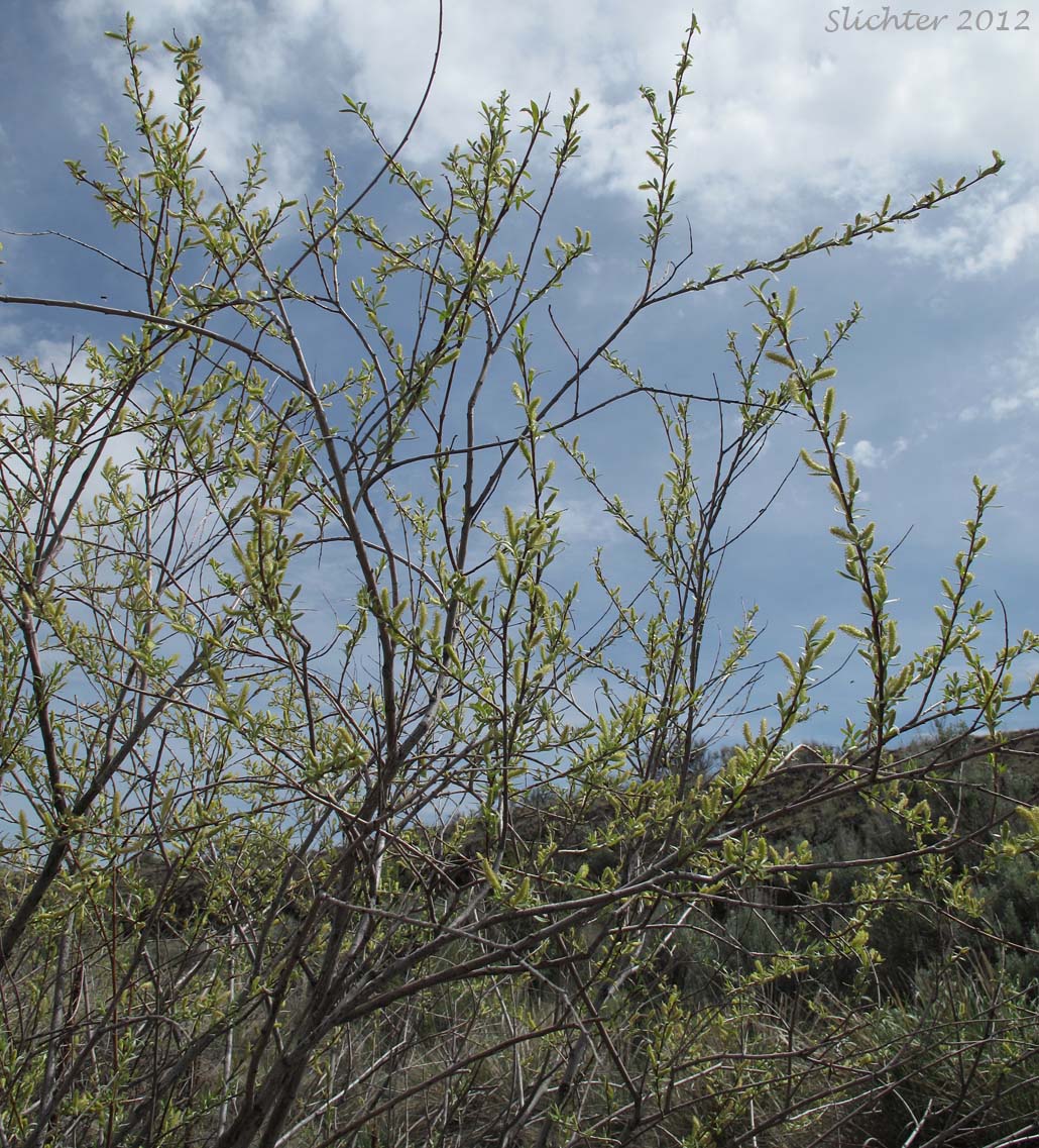 Unidentified Willow 8