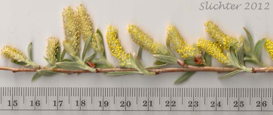 Male catkins of Unidentified Willow 8
