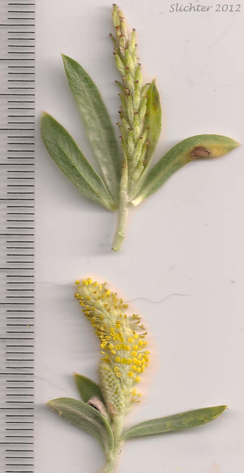 Female and Male catkins of Unidentified Willow 8
