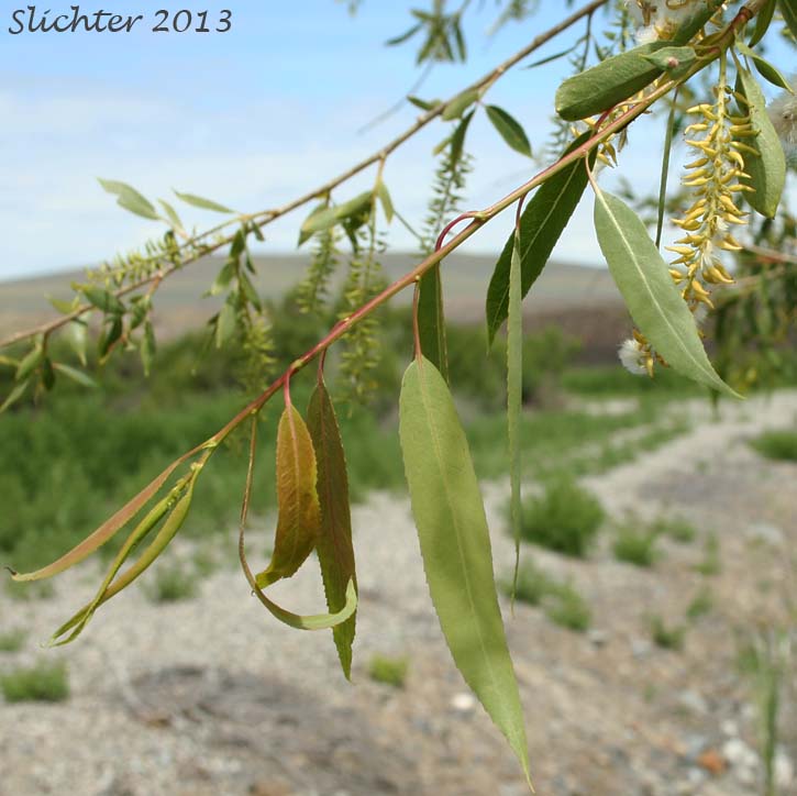 Unidentified Central Washington Willow 9