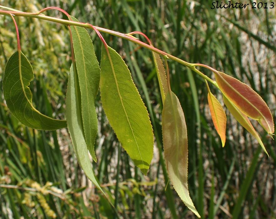 Unidentified Central Washington Willow 9