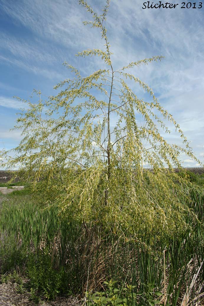 Unidentified Central Washington Willow 9