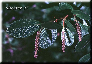 Rock Willow: Salix vestita