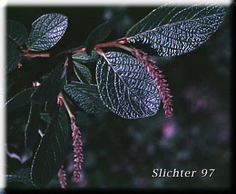 Rock Willow: Salix vestita