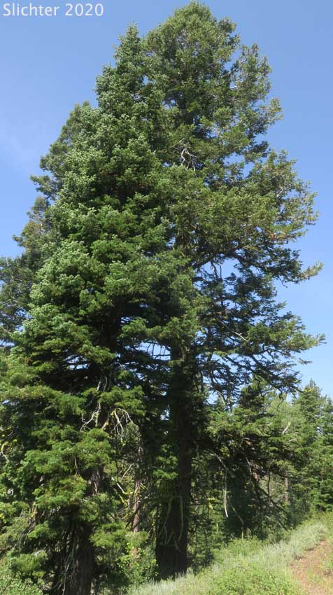 California White Fir, Sierra White Fir: Abies concolor x Abies grandis (Synonyms: Abies concolor, Abies concolor var. concolor, Abies concolor var. lowiana, Abies lowiana)