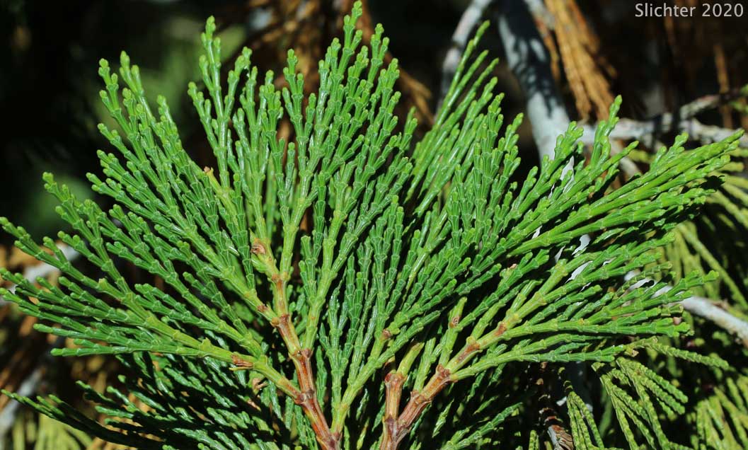 Incense Cedar: Calocedrus decurrens (Synonym: Libocedrus decurrens)