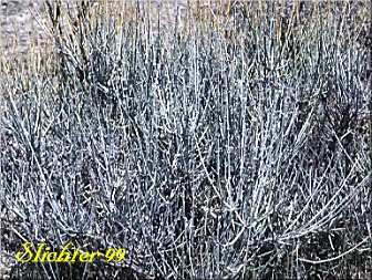 Nevada Ephedra, Nevada Jointfir, Mormon Tea: Ephedra nevadensis (Synonym: Ephedra nevadensis var. nevadensis)