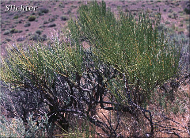 Green Ephedra, Indian Tea, Mormon Tea: Ephedra viridis (Synonym: Ephedra viridis var. viridis)