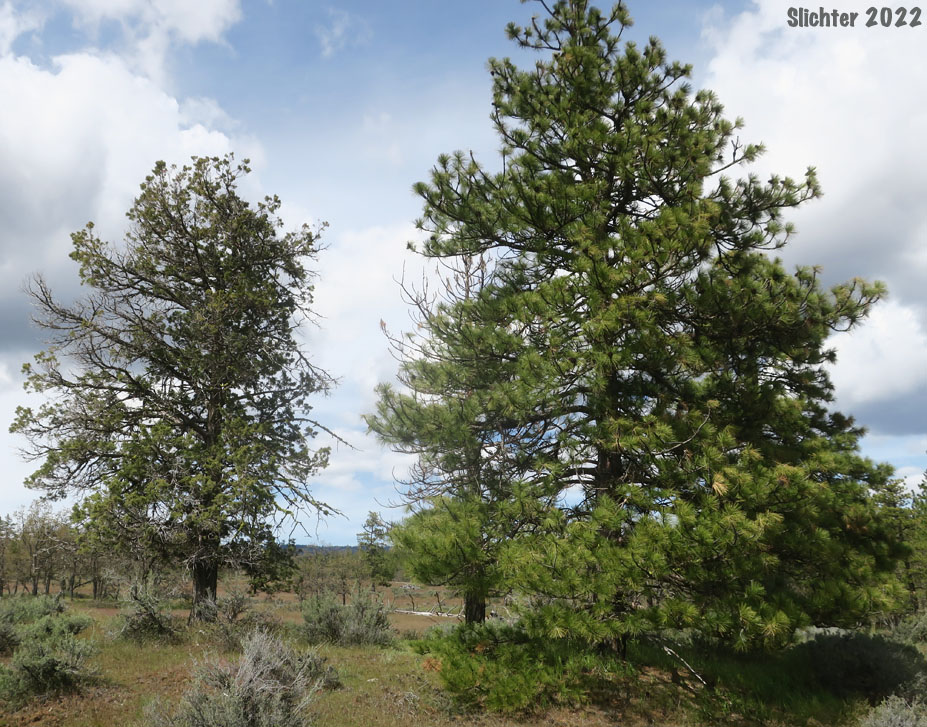 Western Juniper: Juniperus occidentalis var. occidentalis (Synonyms: Juniperus californica var. siskiyouensis, Sabina occidentalis) and ponderosa pine (Pinus ponderosa var. ponderosa)