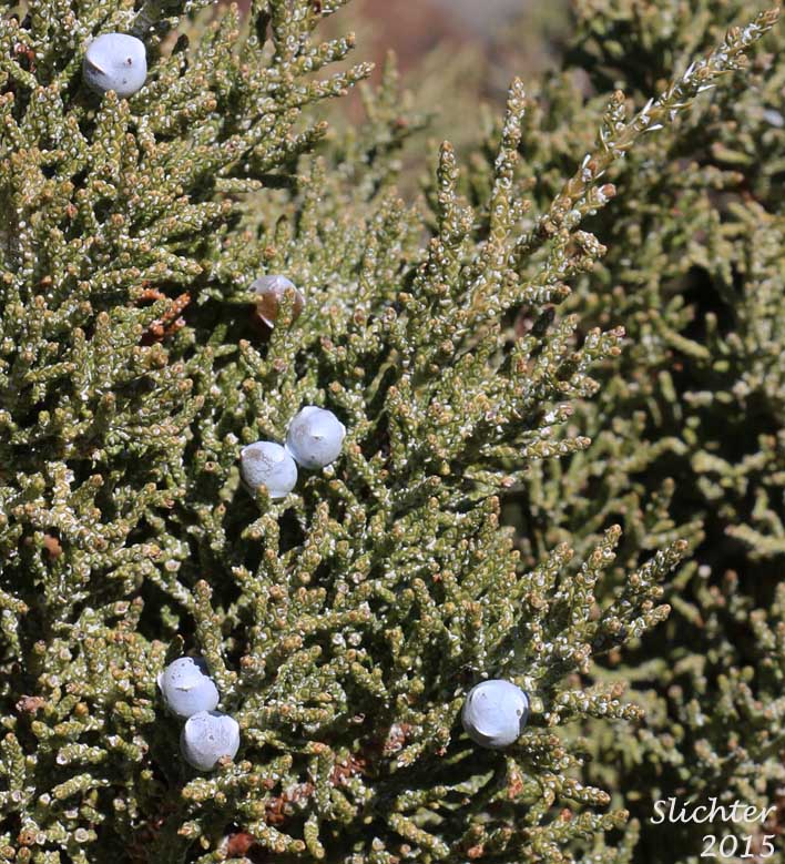 Western Juniper: Juniperus occidentalis var. occidentalis (Synonyms: Juniperus californica var. siskiyouensis, Sabina occidentalis)