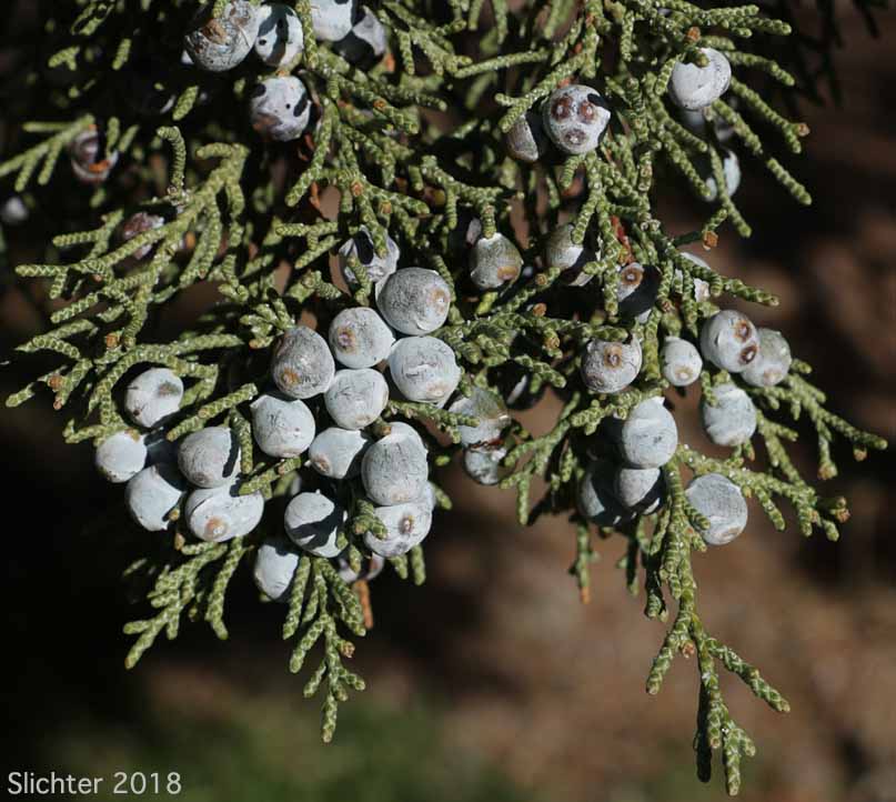 Western Juniper: Juniperus occidentalis var. occidentalis (Synonyms: Juniperus californica var. siskiyouensis, Sabina occidentalis)