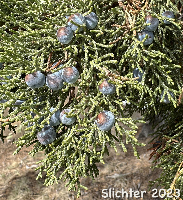 Fruits of Western Juniper: Juniperus occidentalis var. occidentalis (Synonyms: Juniperus californica var. siskiyouensis, Sabina occidentalis)
