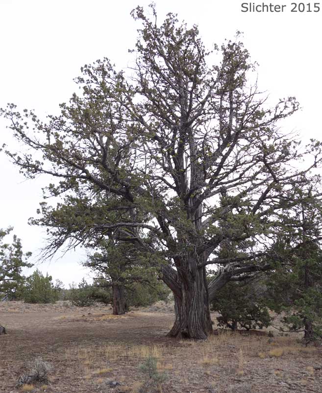 Western Juniper: Juniperus occidentalis var. occidentalis (Synonyms: Juniperus californica var. siskiyouensis, Sabina occidentalis)