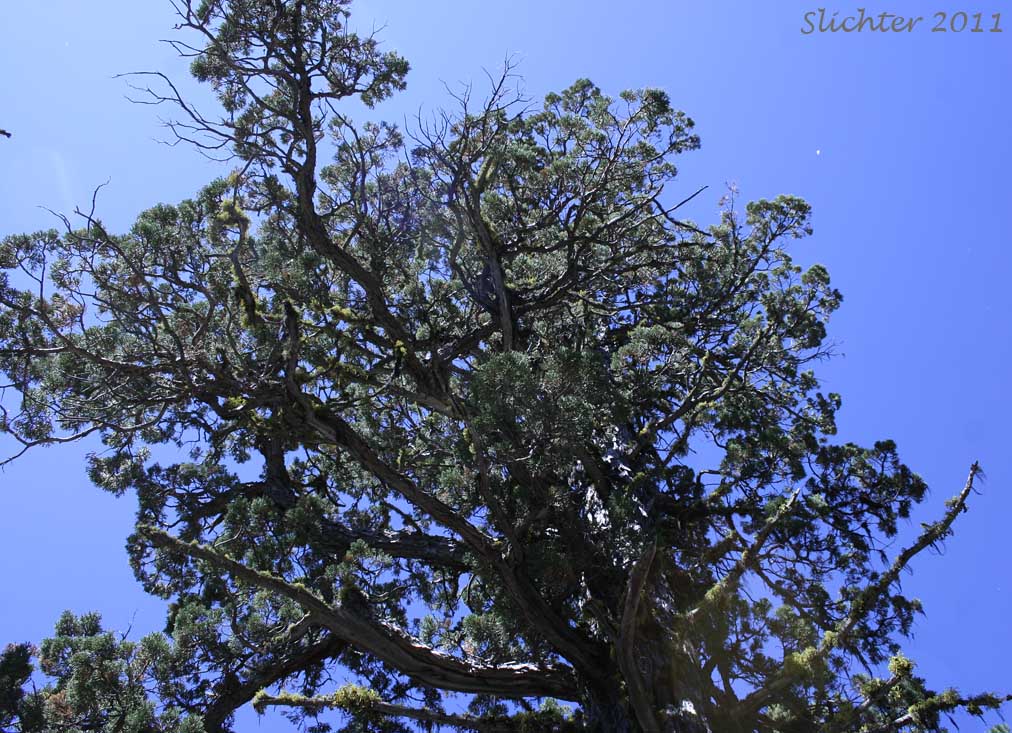 Western Juniper: Juniperus occidentalis var. occidentalis (Synonyms: Juniperus californica var. siskiyouensis, Sabina occidentalis)
