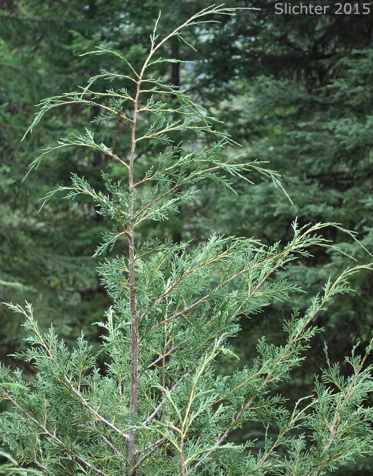 Rocky Mountain Juniper, Rocky Mountain Redcedar: Juniperus scopulorum (Synonyms: Juniperus scopulorum var. columnaris, Juniperus virginiana ssp. scopulorum, Juniperus virginiana var. montana, Juniperus virginiana var. scopulorum, Sabina scopulorum)