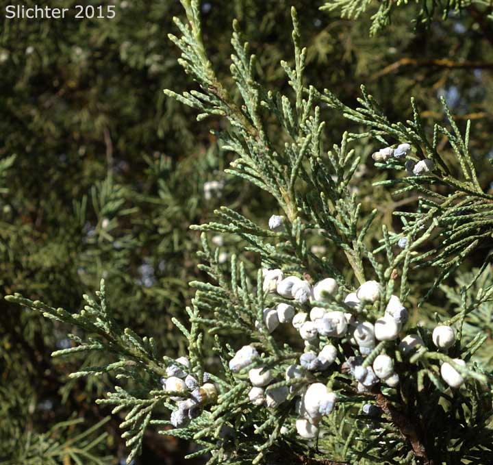 Rocky Mountain Juniper, Rocky Mountain Redcedar: Juniperus scopulorum (Synonyms: Juniperus scopulorum var. columnaris, Juniperus virginiana ssp. scopulorum, Juniperus virginiana var. montana, Juniperus virginiana var. scopulorum, Sabina scopulorum)