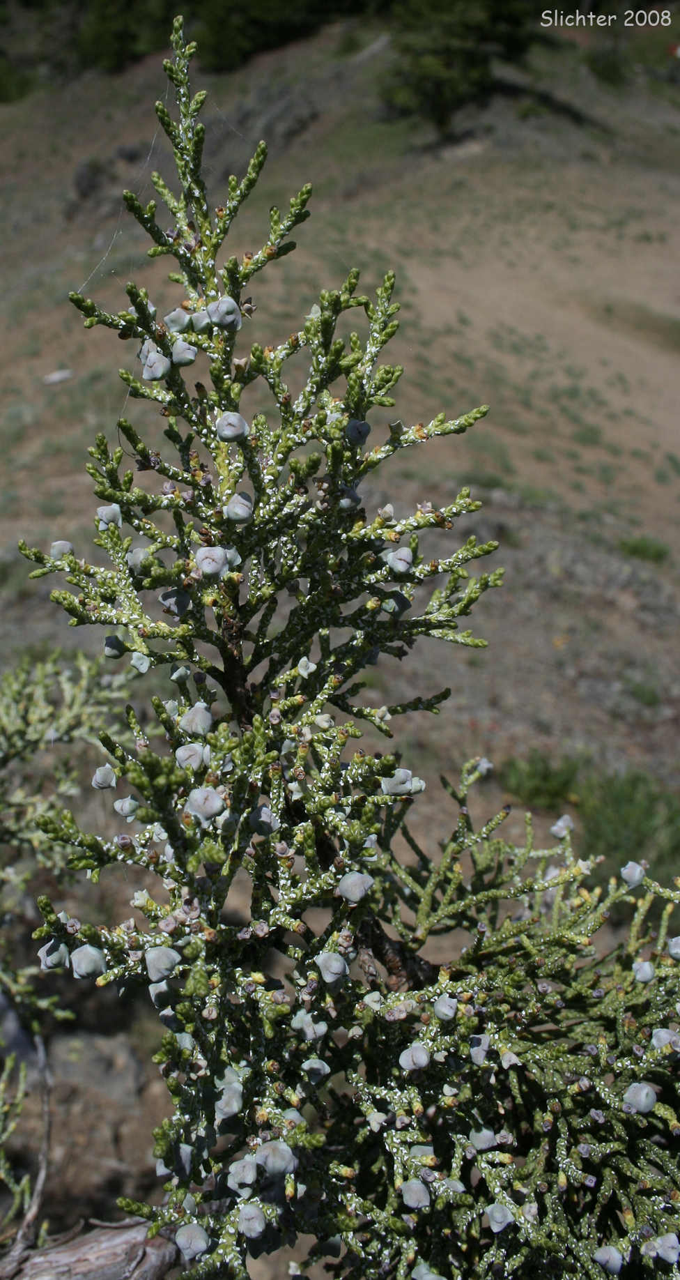 Rocky Mountain Juniper: Juniperus scopulorum