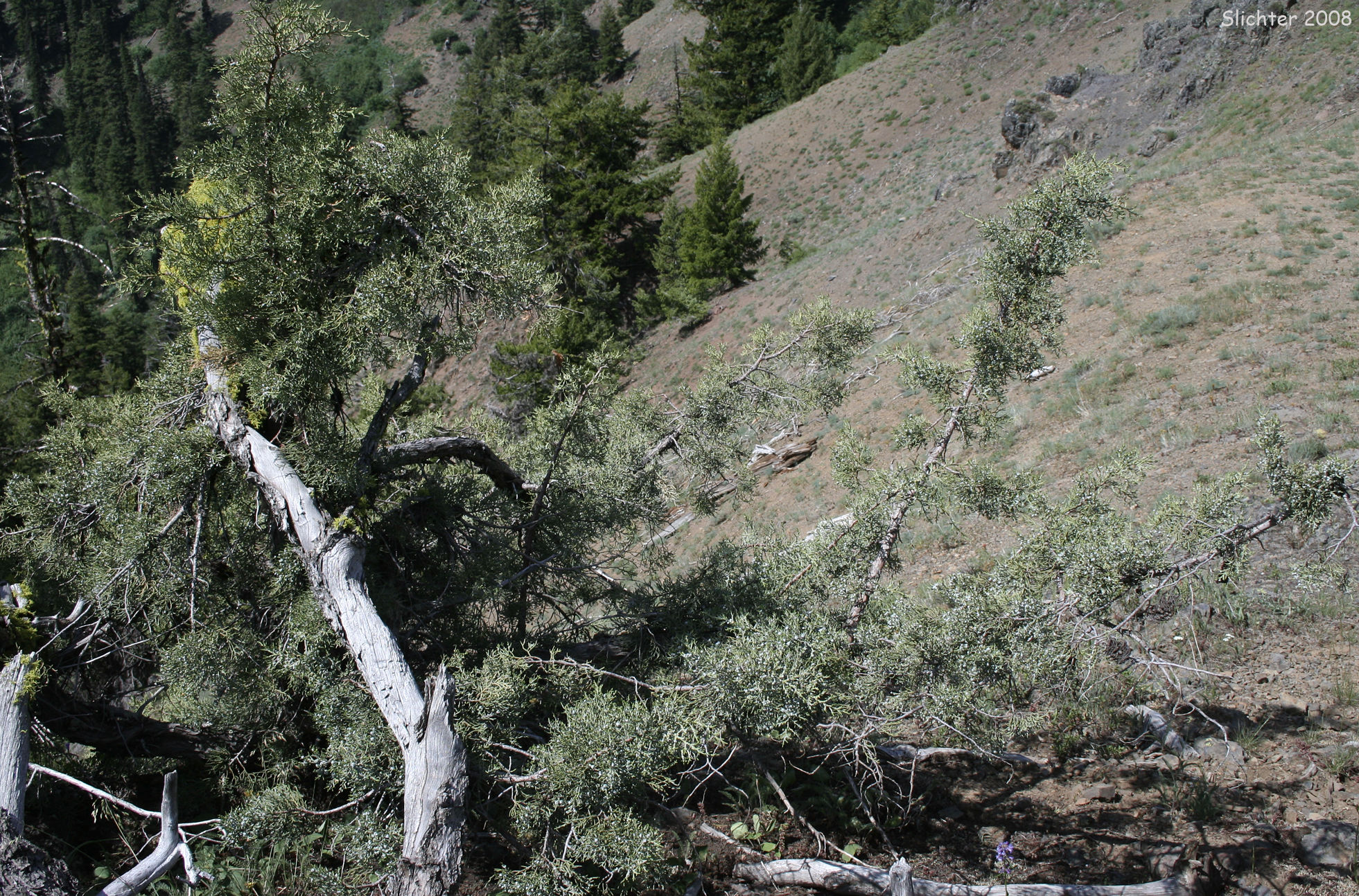 Rocky Mt. Juniper: Juniperus scopulorum