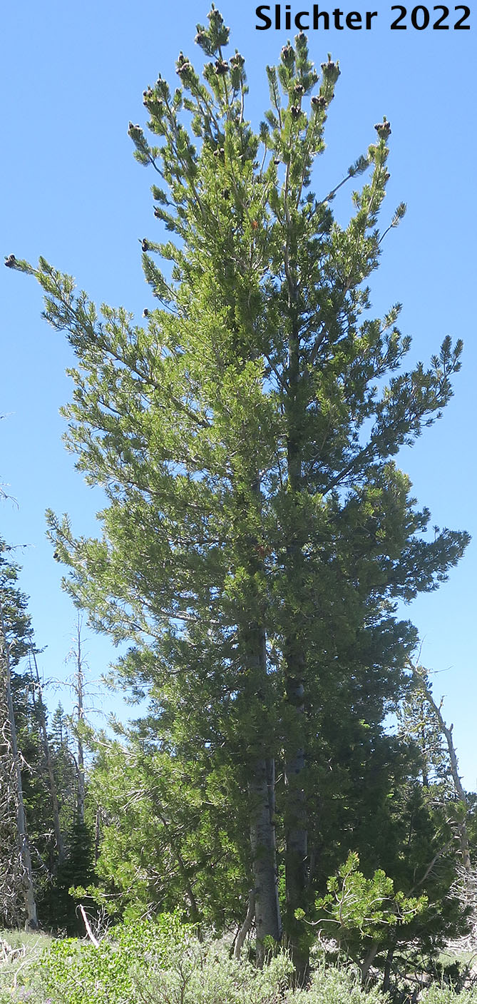Whitebark Pine: Pinus albicaulis (Synonym: Apinus albicaulis)