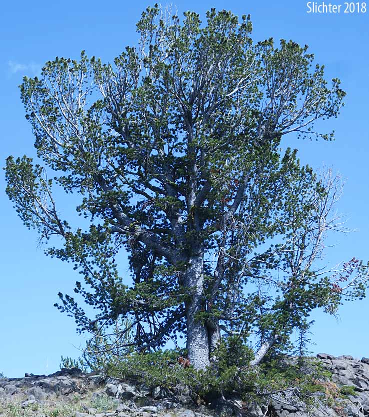 Whitebark Pine: Pinus albicaulis (Synonym: Apinus albicaulis)