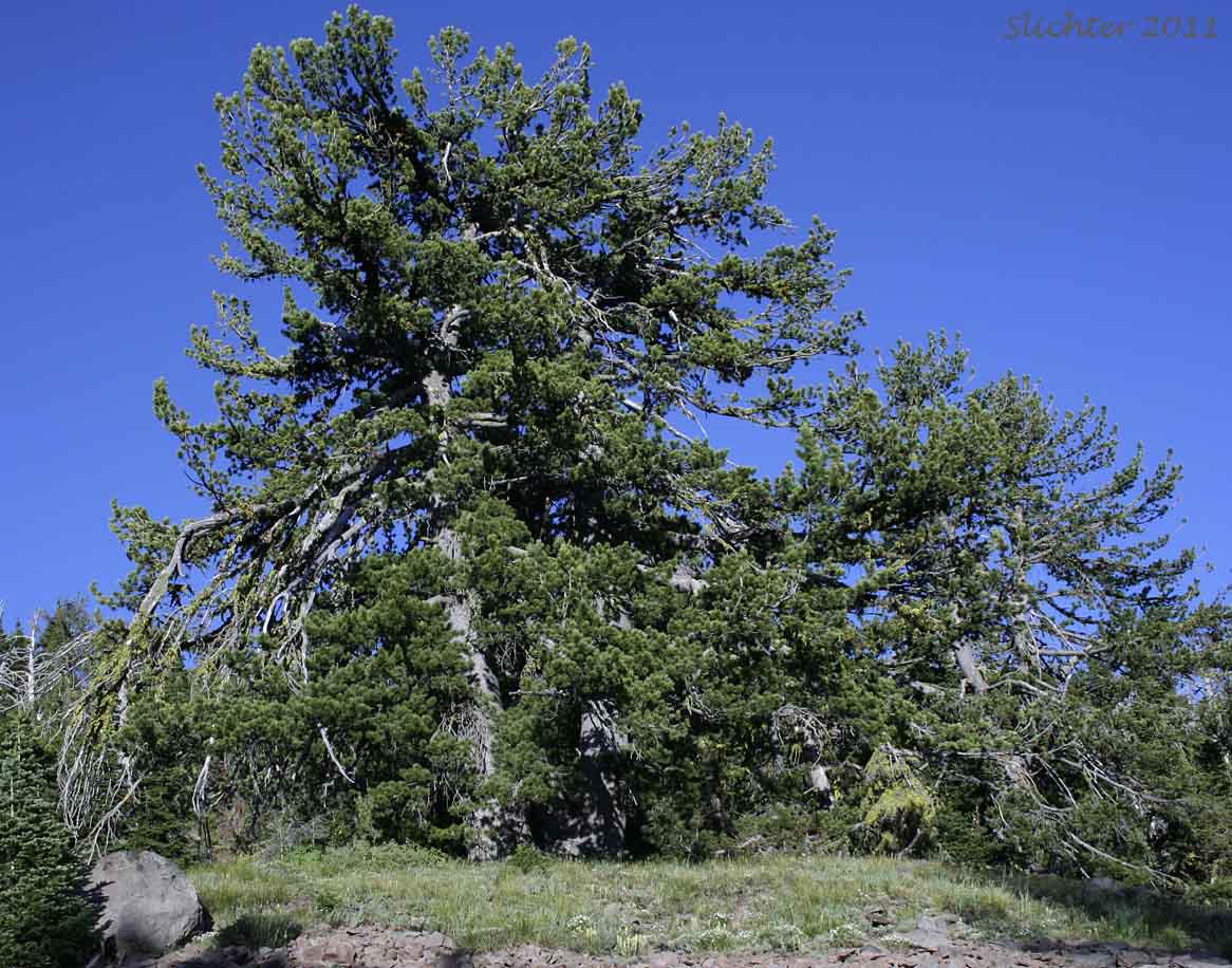 Whitebark Pine: Pinus albicaulis (Synonym: Apinus albicaulis)