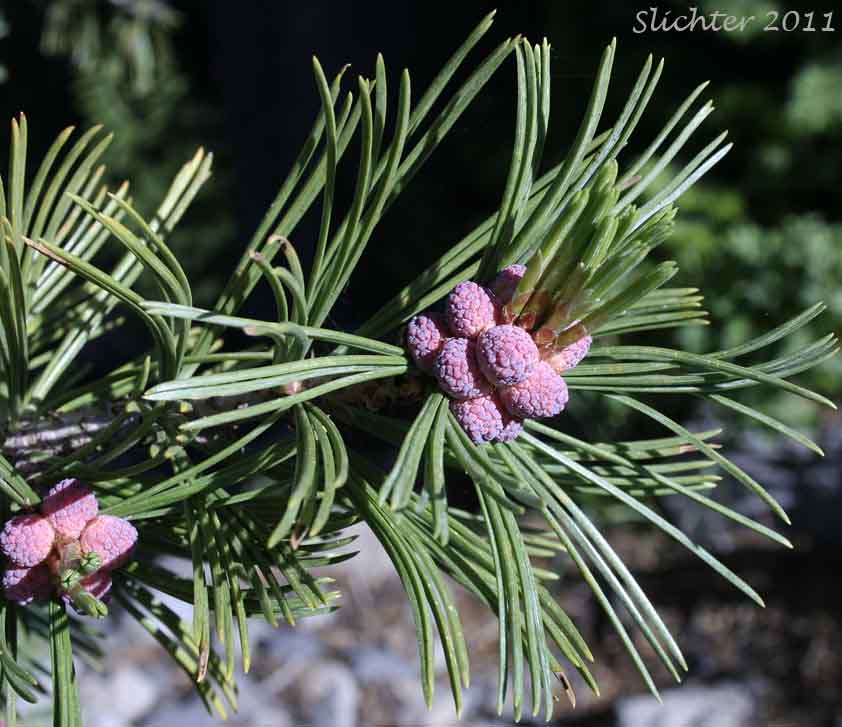 Clowe-up of the pollen cones of Whitebark Pine: Pinus albicaulis (Synonym: Apinus albicaulis)