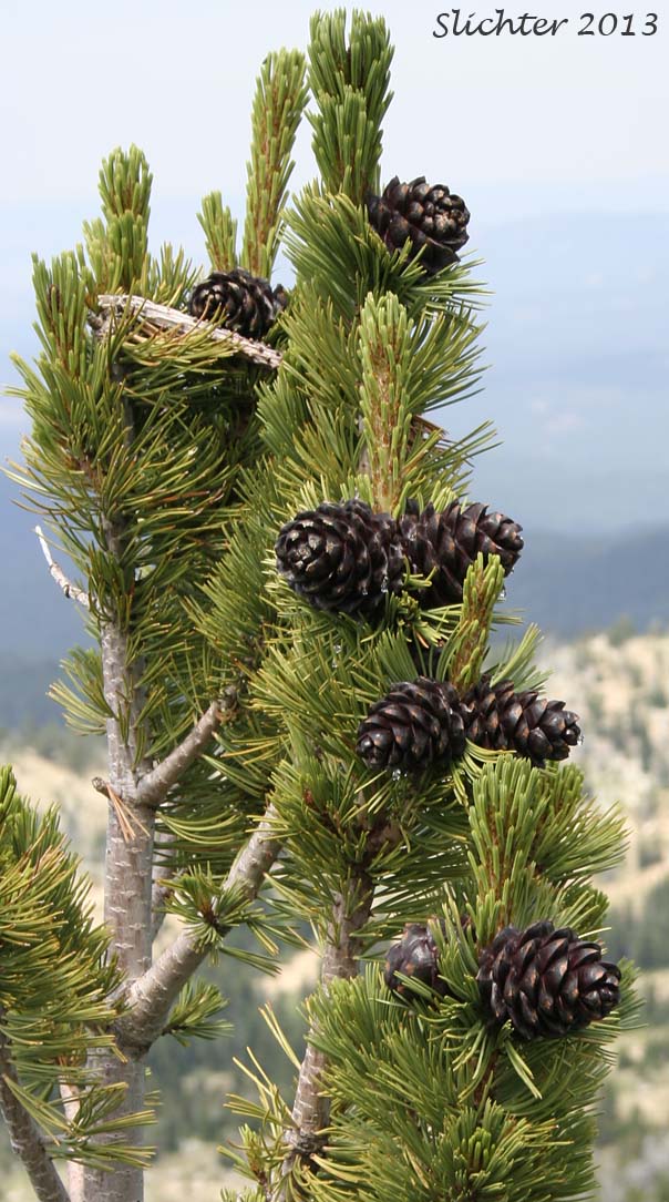 Whitebark Pine: Pinus albicaulis (Synonym: Apinus albicaulis)