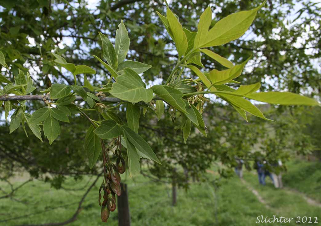 Leaves and developing fruits of Box Elder: Acer negundo (Synonyms: Acer negundo ssp. californicum, Acer negundo var. californicum, Acer negundo var. negundo, Acer negundo var. variegatum, Negundo aceroides, Negundo californicum, Negundo negundo)