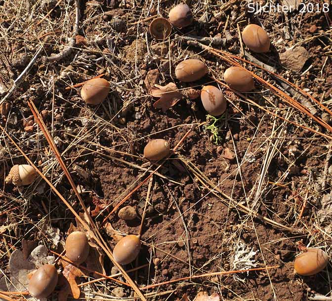 Acorns of Garry Oak, Oregon White Oak: Quercus garryana var. garryana