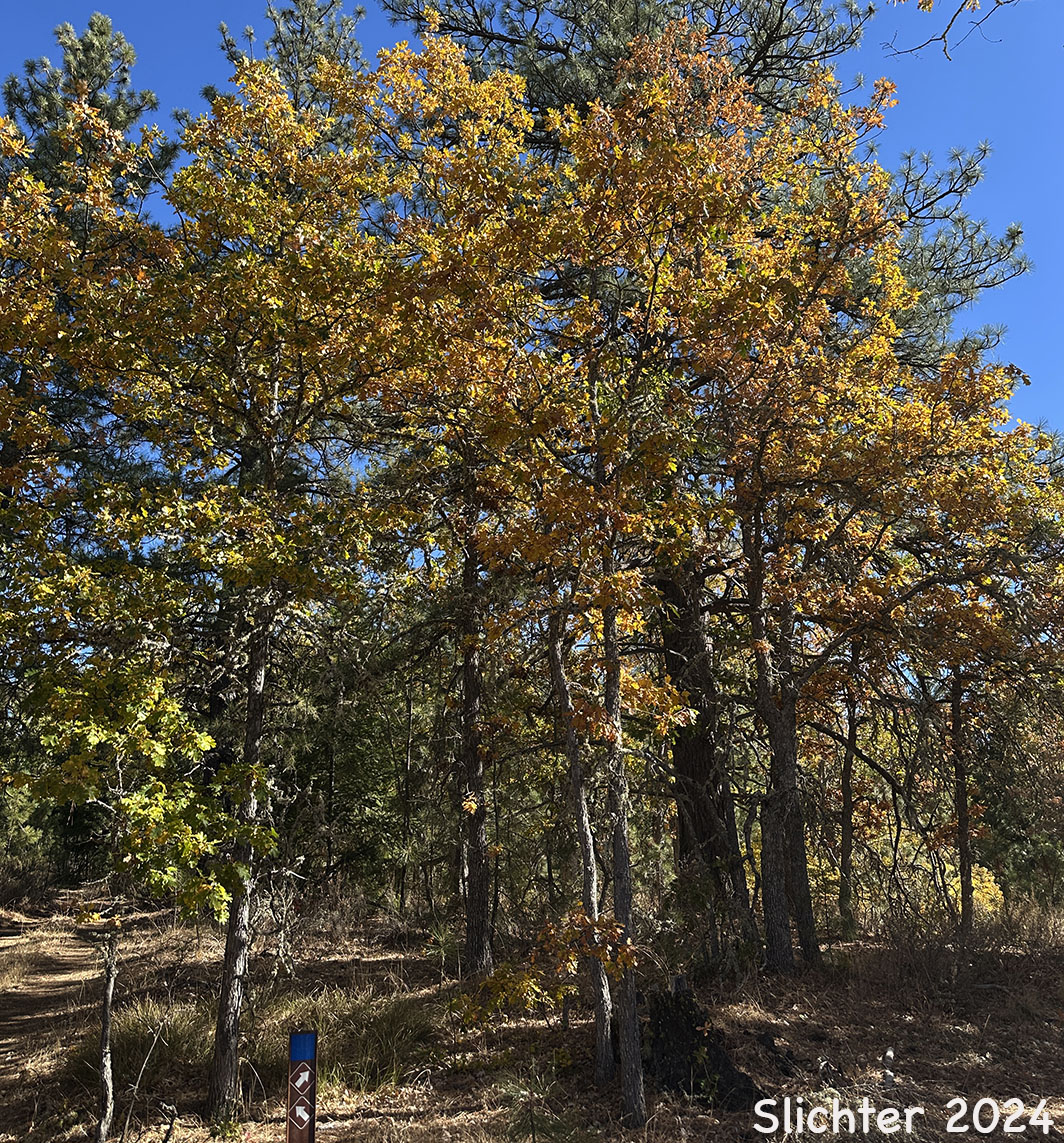 Fall foliage of Garry Oak, Oregon White Oak: Quercus garryana var. garryana