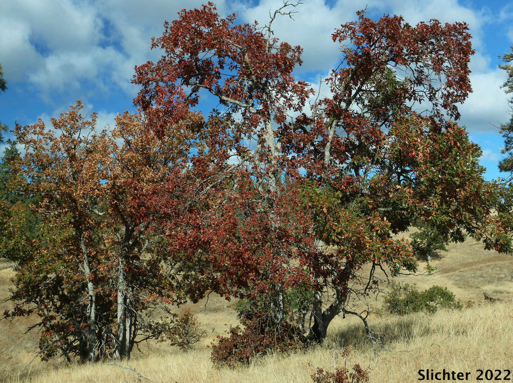 Garry Oak, Oregon White Oak: Quercus garryana var. garryana
