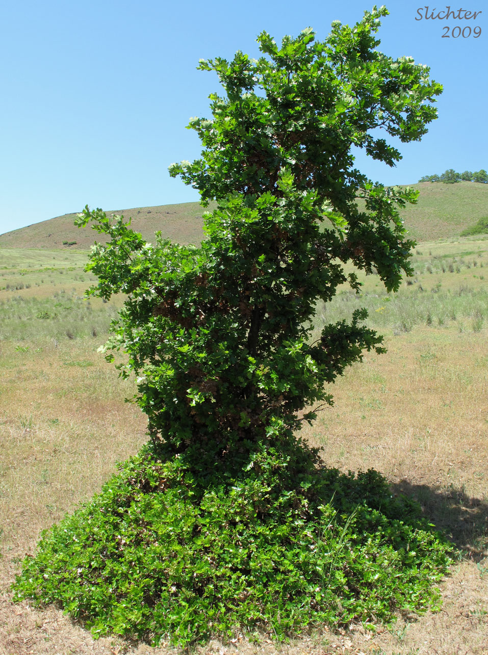 Garry Oak, Oregon White Oak: Quercus garryana var. garryana