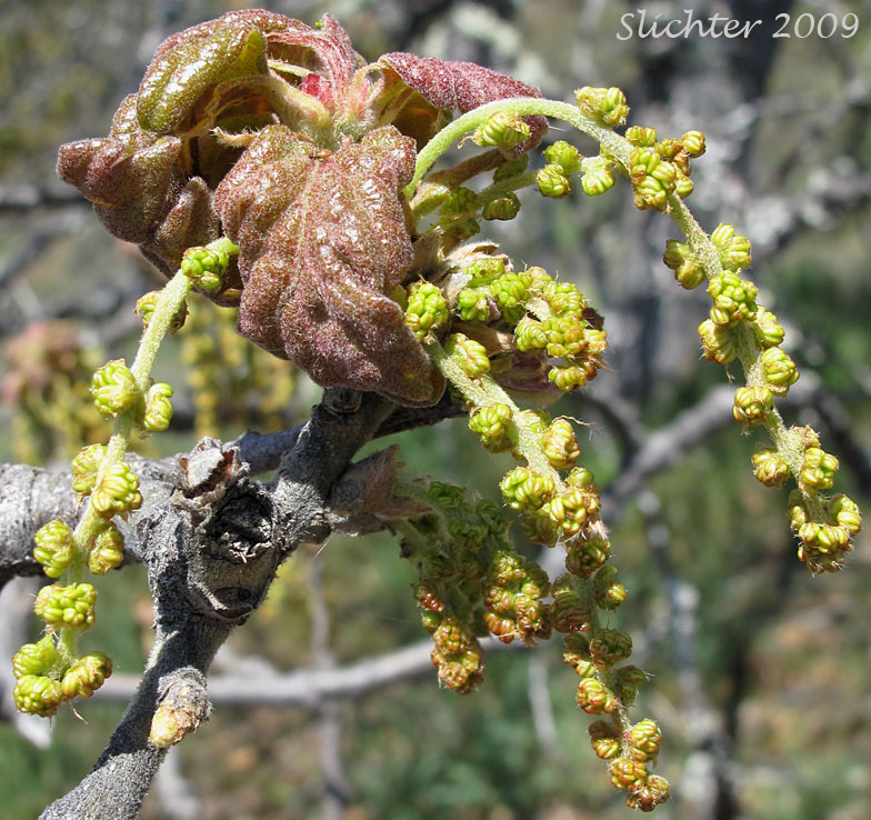 Flowers and new leaves of Garry Oak, Oregon White Oak: Quercus garryana var. garryana
