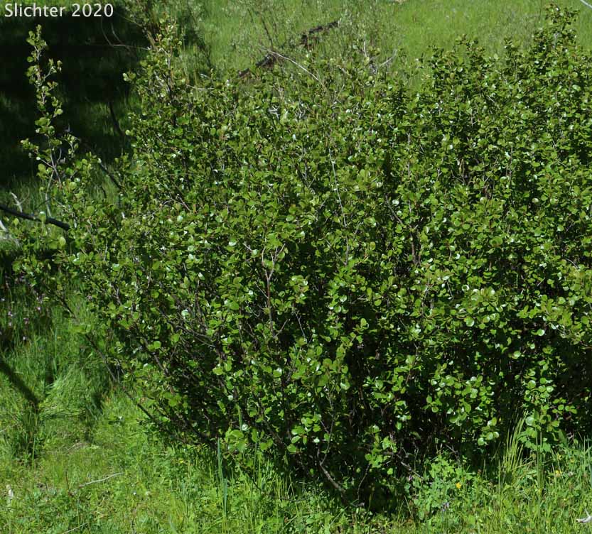 Bog Birch, Dwarf Birch, Swamp Birch, Resin Birch, Scrub Birch: Betula glandulosa (Synonyms: Betula glandulosa var. glandulosa, Betula terrae-novae)