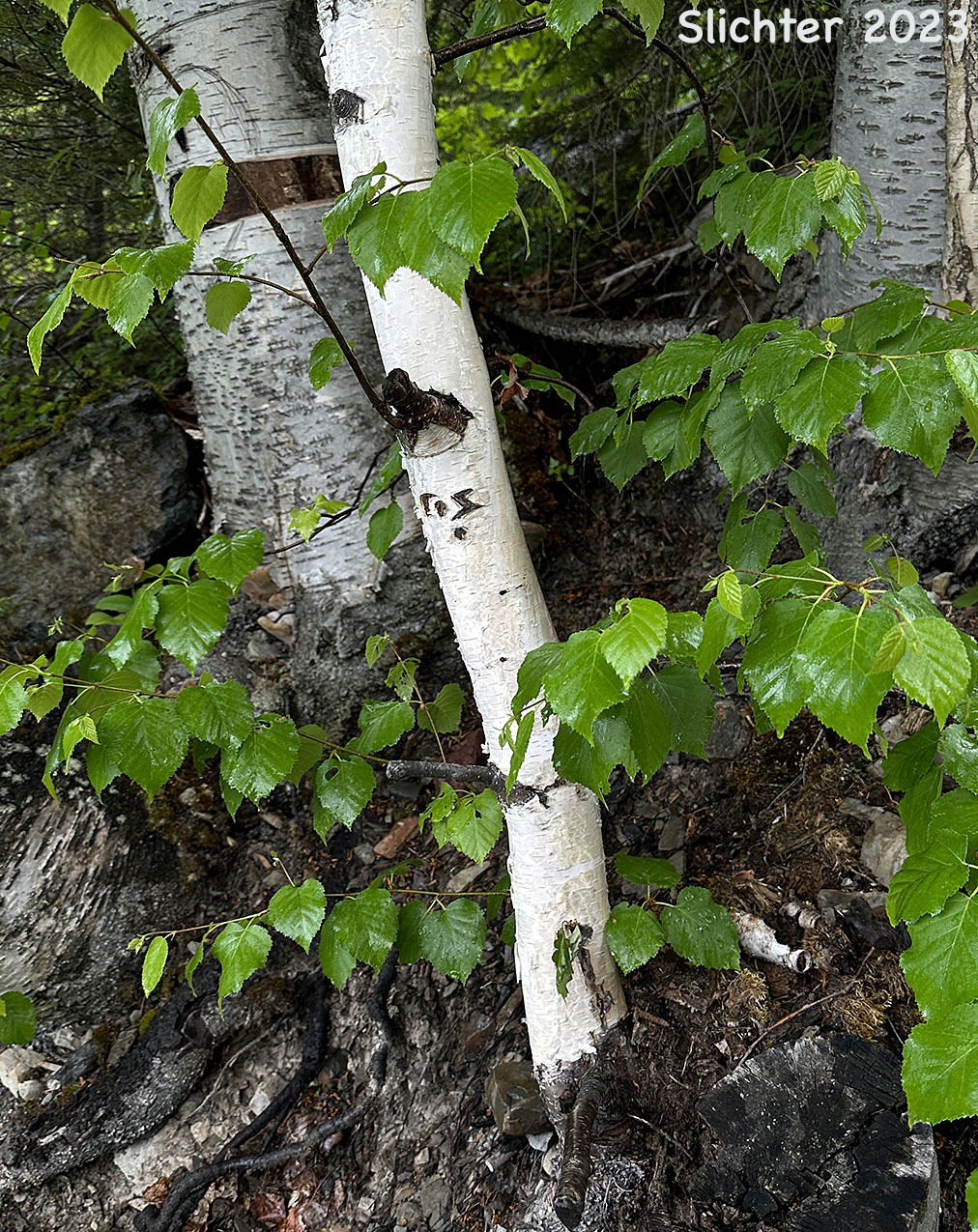 Tree trunk of Red Birch, River Birch, Spring Birch, Water Birch: Betula occidentalis (Synonyms: Betula beeniana, Betula fontinalis, Betula fontinalis var. inopina, Betula microphylla var. fontinalis, Betula microphylla var. fontinalis, Betula occidentalis var. inopina, Betula occidentalis var. occidentalis, Betula papyrifera ssp. occidentalis, Betula papyrifera)