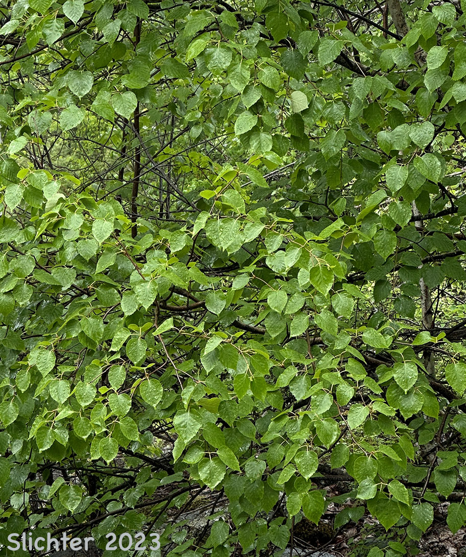 Leaves of Red Birch, River Birch, Spring Birch, Water Birch: Betula occidentalis (Synonyms: Betula beeniana, Betula fontinalis, Betula fontinalis var. inopina, Betula microphylla var. fontinalis, Betula microphylla var. fontinalis, Betula occidentalis var. inopina, Betula occidentalis var. occidentalis, Betula papyrifera ssp. occidentalis, Betula papyrifera)