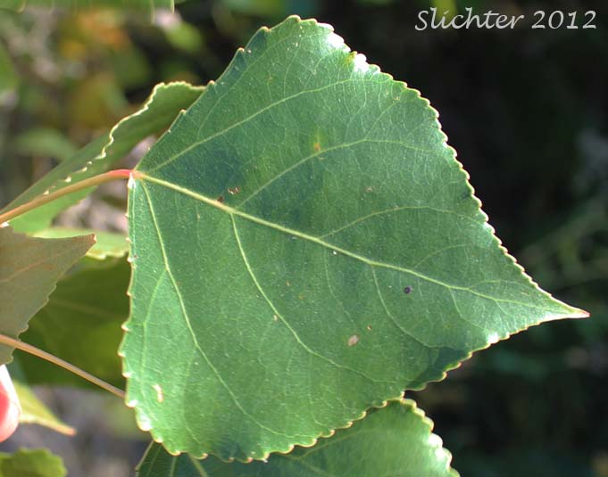 Leaf of Black Poplar, Lombardy Poplar: Populus nigra (Synonyms: Populus dilatata, Populus italica, Populus nigra var. italica)