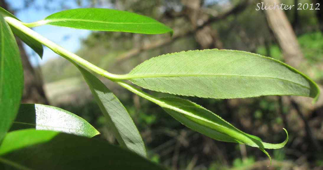Young leaves of Crack Willow Salix x fragilis (Synonym: Salix fragilis)