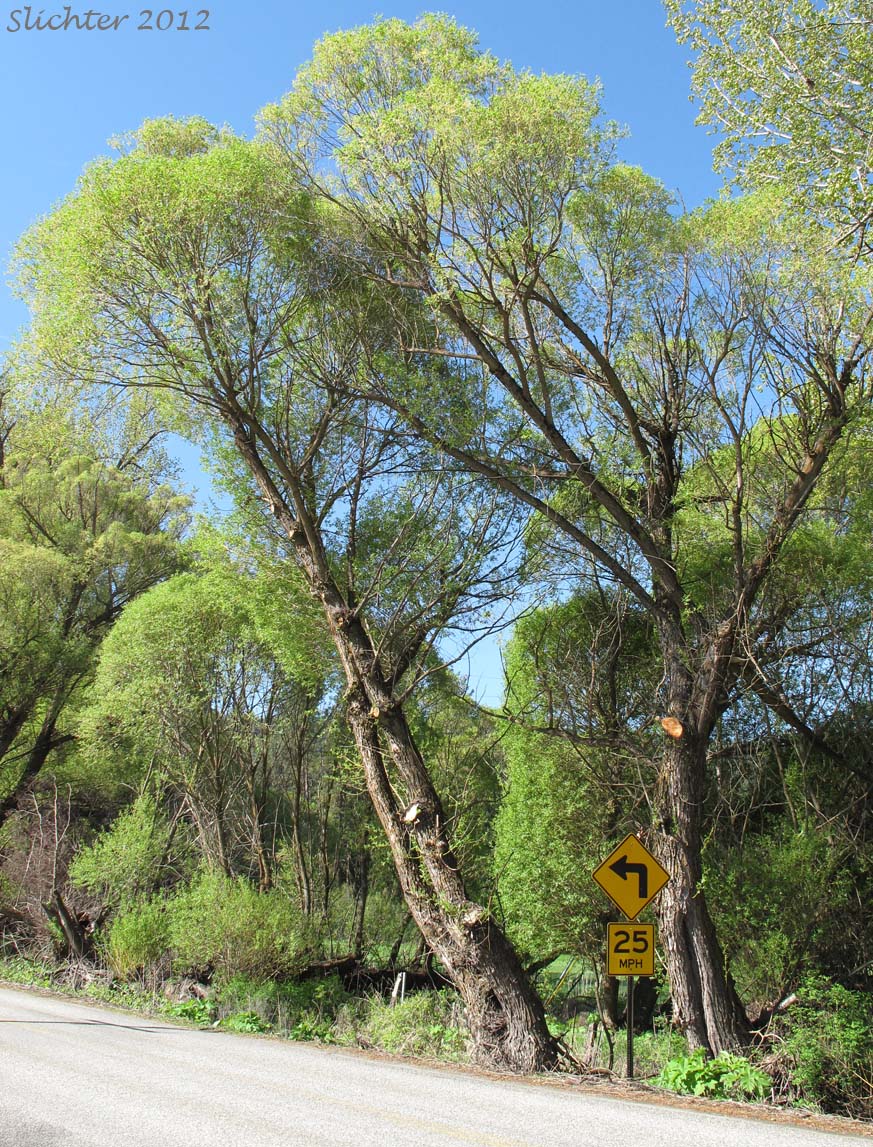 Crack Willow Salix x fragilis (Synonym: Salix fragilis)