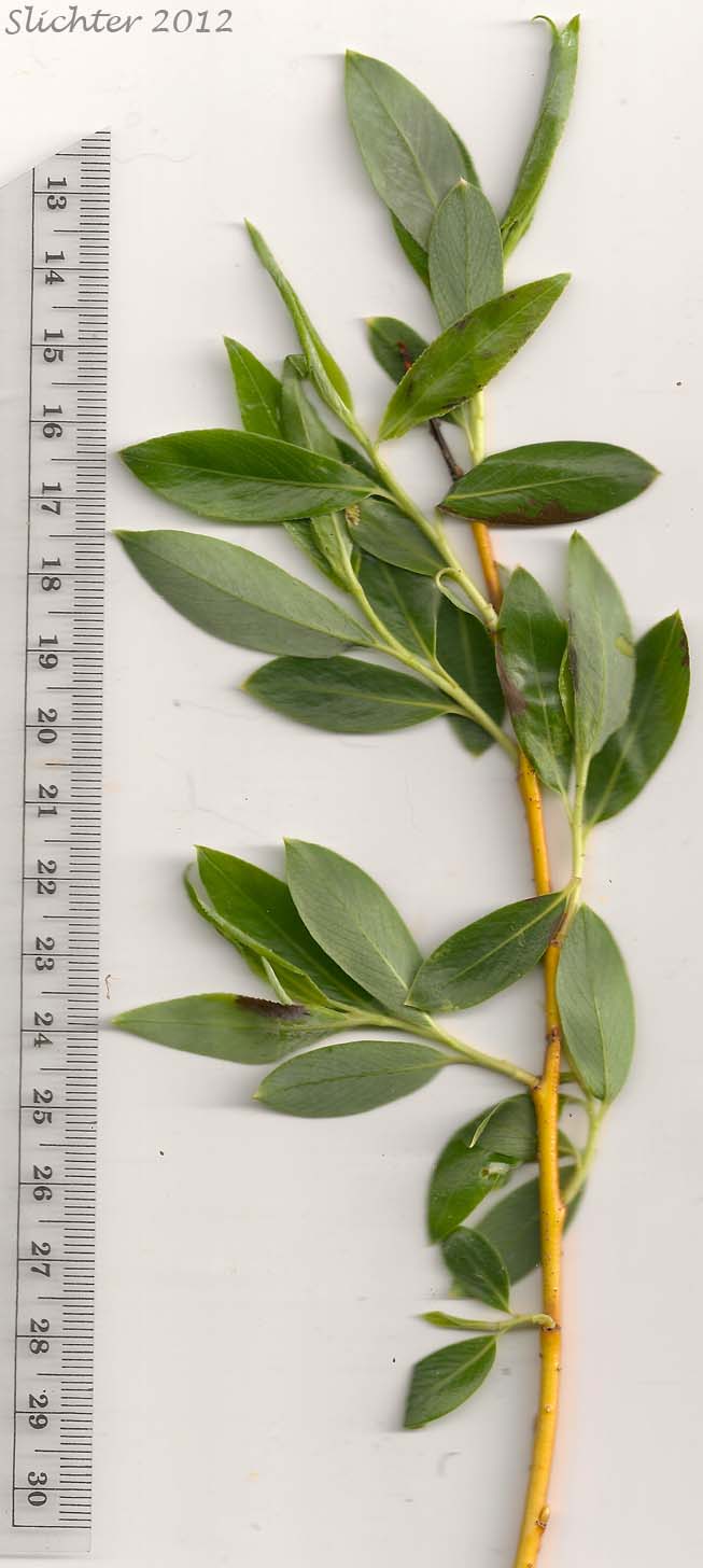 Crack Willow Salix x fragilis (Synonym: Salix fragilis)