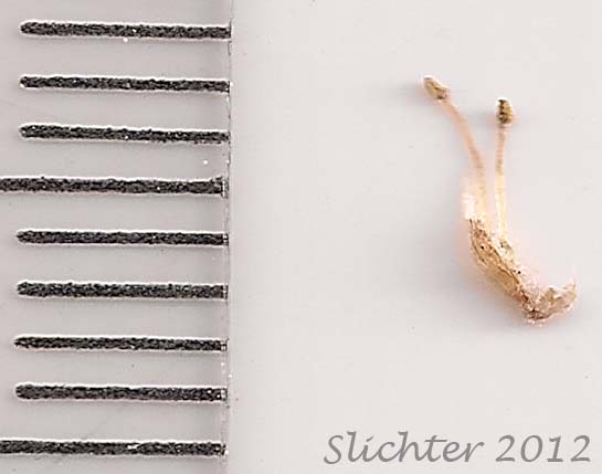 Staminode floret of crack willow: Salix x fragilis (Synonym: Salix fragilis)