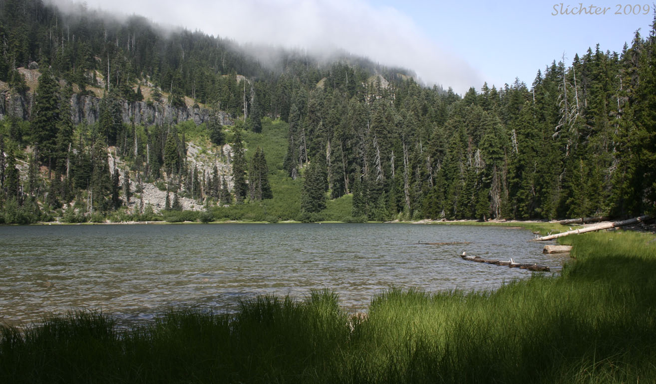 Boulder Lake along Trail #463, Mt. Hood National Forest..............August 8, 2009.