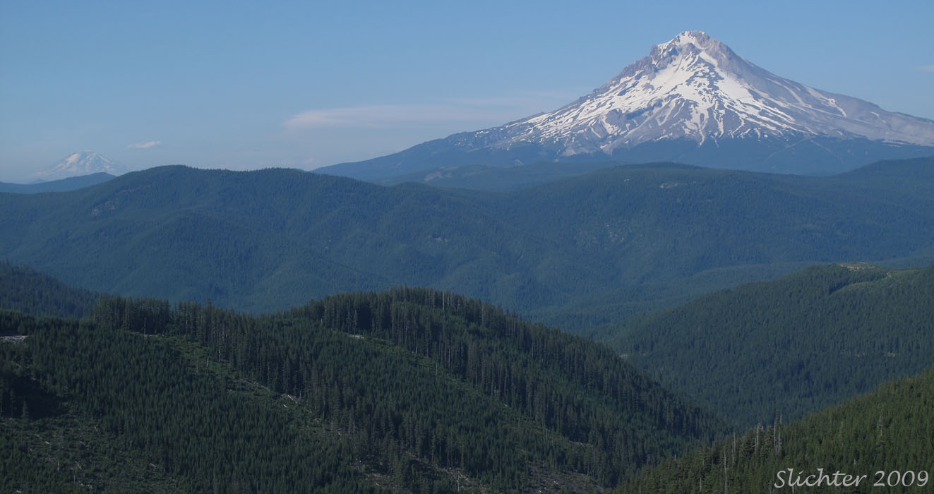 View north to Mt. Hood, Mt. Hood National Forest................July 15, 2009.