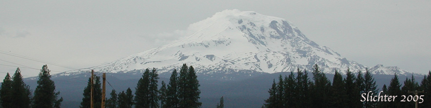 This photo shows a view towards the Suksdorf Ridge (south climb route), Bird Creek Meadows (center base of snowline) and east face of Mt. Adams. Photographed from the Mt. Adams Highway about one mile north of Glenwood, WA........May 1, 2005.